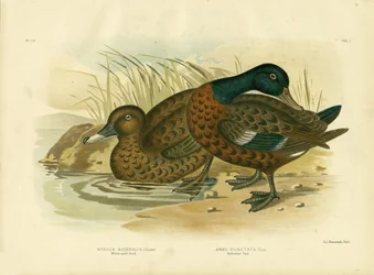 Weißäugige Ente